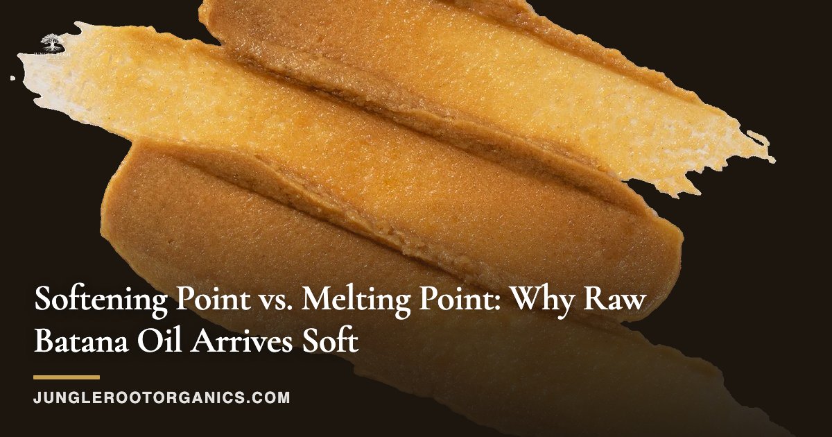 Softening Point vs. Melting Point: Why Raw Batana Oil Arrives Soft