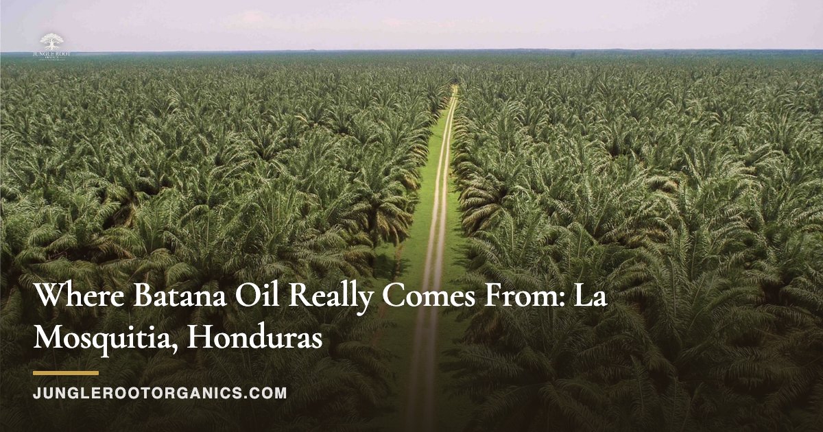 Where Batana Oil Really Comes From: La Mosquitia, Honduras